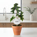 Alocasia Jacklyn - Ø12cm - Topfpflanze mit samtigen Blättern Bild 2