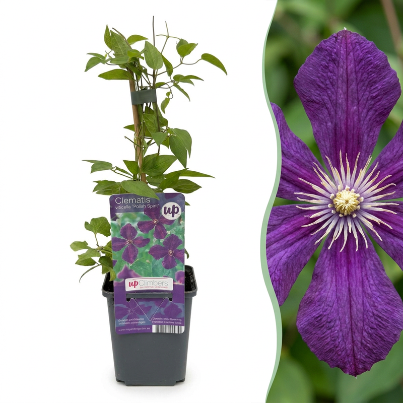 4x Clematis Viticella Polish Spirit - Waldrebe Polish Spirit - Lila - Kletterpflanze - Ø9cm - ↕35cm