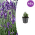 48x Lavendel 'Dwarf Blue' - 10-25cm - Ø9cm Bild 1