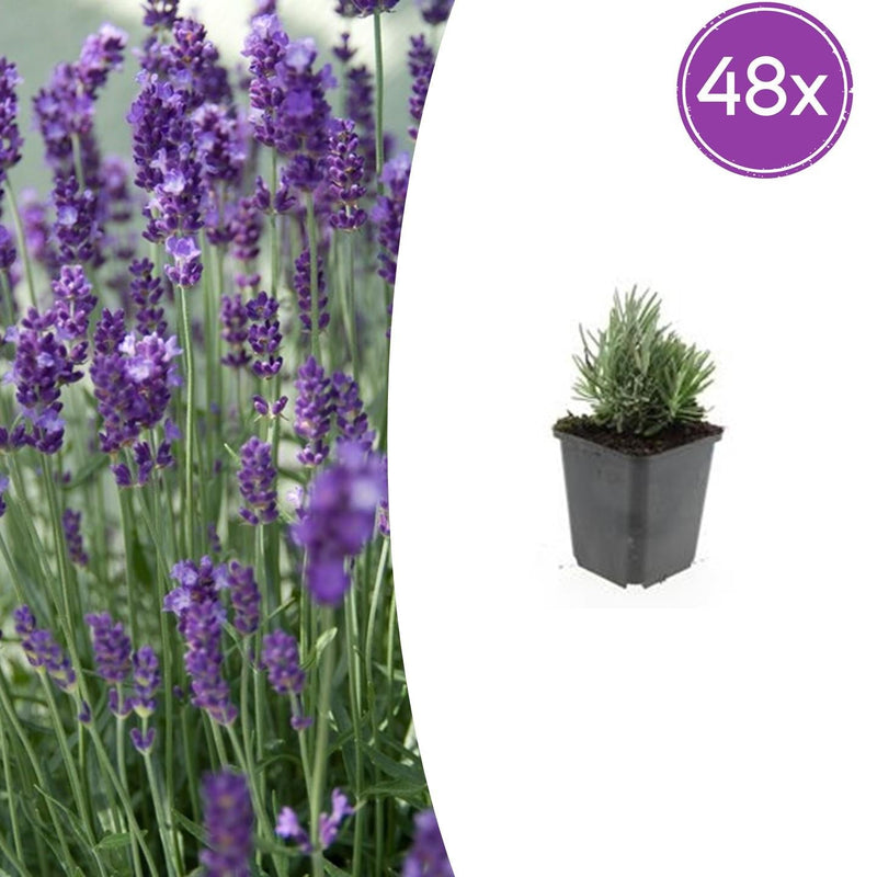 48x Lavendel 'Dwarf Blue' - 10-25cm - Ø9cm