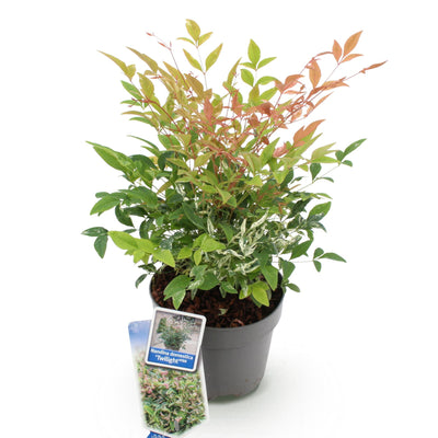 Nandina Twilight Strauch - Immergrün, bunt & pflegeleicht (Topf 17cm)