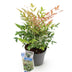 Nandina Twilight Strauch - Immergrün, bunt & pflegeleicht (Topf 17cm) Bild 2