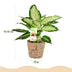Green boutiQ - Zimmerpflanzen - Dieffenbachia Camilla - Dieffenbachia - Wenig Pflege - mit Korb - Bunt - 2 Pflanzen - Topf 17cm - Höhe 45-50cm Bild 3