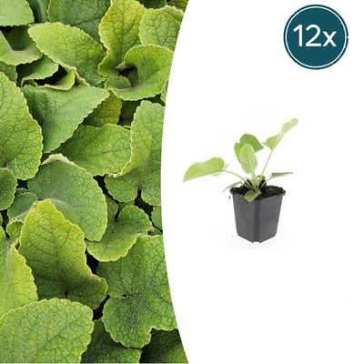12x Brandkraut (Phlomis russeliana) Jungpflanzen im 9cm Topf