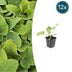 12x Brandkraut (Phlomis russeliana) Jungpflanzen im 9cm Topf Bild 1