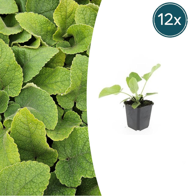12x Brandkraut (Phlomis russeliana) Jungpflanzen im 9cm Topf