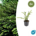 6x Lonicera pileata - ↕10-25cm - Ø9cm Bild 1