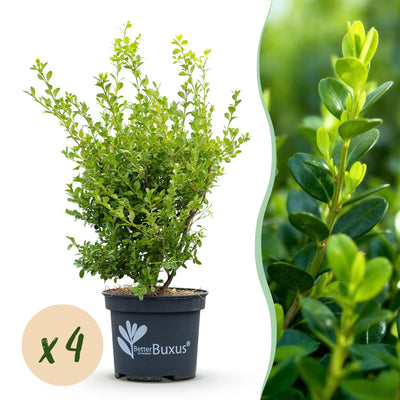 BetterBuxus Babylon Beauty: 4x Buxus gegen Krankheiten (1m)