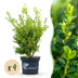 BetterBuxus Babylon Beauty: 4x Disease-Resistant Boxwood (1m) Bild 1