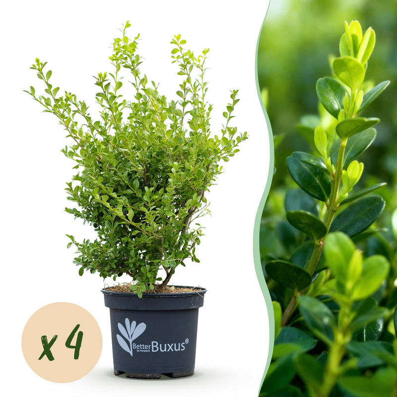 BetterBuxus Babylon Beauty: 4x Disease-Resistant Boxwood (1m)