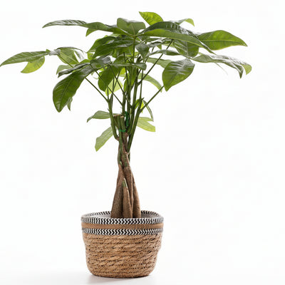 Pachira Aquatica In P&PURE Basket - Ø12cm - ↕45cm