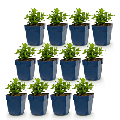Green boutiQ - Perennials - Hypericum calycinum - St. John's Wort - Attracts bees and butterflies - Yellow - 12 plants - Pot 11cm - Height 15-25cm