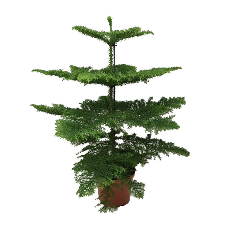 Araukarie (Araucaria heterophylla) - Ø21cm - 70cm hoch