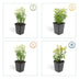 48x Euonymus 'Emerald 'n Gold' - 10-25cm - Ø9cm Bild 4