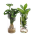 Zylinder Glas Duo Monstera/Clusia Hydroponik Pflanzen 2 Stk Ø12cm Bild 1