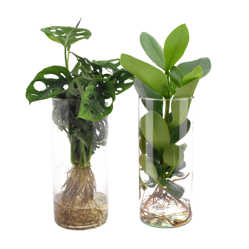 Zylinder Glas Duo Monstera/Clusia Hydroponik Pflanzen 2 Stk Ø12cm