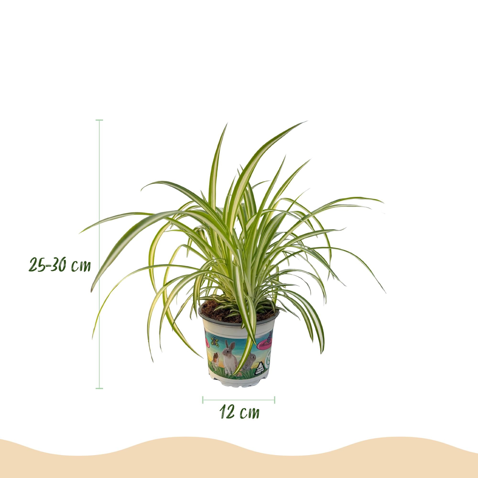 Green boutiQ - Zimmerpflanze - Chlorophytum comosum Variegatum - Bunte Graslilie - Haustierfreundliche Pflanze - Grün - 1 Pflanze - mit Korb - Topf 12cm - Höhe 20cm