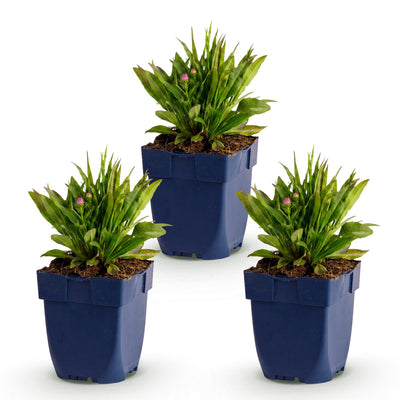 Green boutiQ - Perennial - Aster Wood's Pink - Spirea - Bee and Butterfly Attractors - Pink - 3 Plants - Pot 11cm - Height 15-25cm