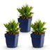 Green boutiQ - Perennial - Aster Wood's Pink - Spirea - Bee and Butterfly Attractors - Pink - 3 Plants - Pot 11cm - Height 15-25cm Bild 1
