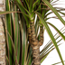 Dracaena Marginata Bicolor Ø21cm - ↕110 - 130cm Bild 4