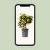 Zitrus Calamondin (Ø15cm, ↕40cm) - Duftende Zimmerpflanze Bild 5