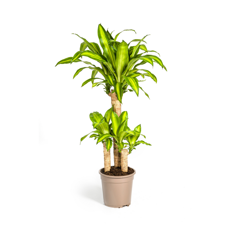 Dracaena Fragrans Massangeana Ø21cm - ↕90-110cm - Tropische Zimmerpflanze