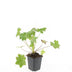 24x Geranium macr. 'Ingwersen's Var.' - ↕10-25cm - Ø9cm Bild 2