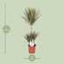 Dracaena Bicolor - Dragon Tree (Ø21cm, 95cm) Bild 2