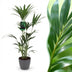 Kentia-Palme (Howea Forsteriana) - pflegeleicht, 120-130cm Bild 1