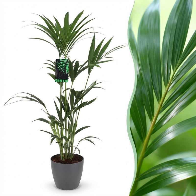 Kentia-Palme (Howea Forsteriana) - pflegeleicht, 120-130cm
