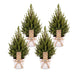 4x Picea glauca Conica - Zuckerhutfichte - Grün - Weihnachtsbaum - inkl. Zinktopf - Ø17cm - ↕65cm Bild 2