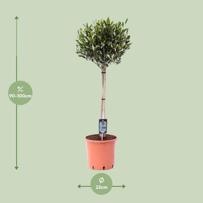 Gewöhnliche Olive (Olea) - Ø22cm, 100cm hoch, sonnenliebend