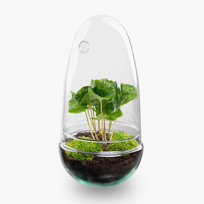Flaschengarten Egg Coffea Arabica (25 cm) - DIY Pflanzterrarium