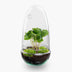 Bottle Garden Egg Coffea Arabica (25 cm) - DIY Plant Terrarium Bild 1
