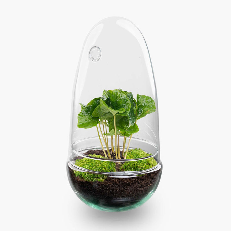 Bottle Garden Egg Coffea Arabica (25 cm) - DIY Plant Terrarium