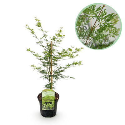 Japanischer Ahorn 'Emerald Lace' - Balkon & Topf - Grün
