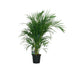 Bamboo Palm (Dypsis Lutescens) - Ø19cm - ↕100cm Bild 1