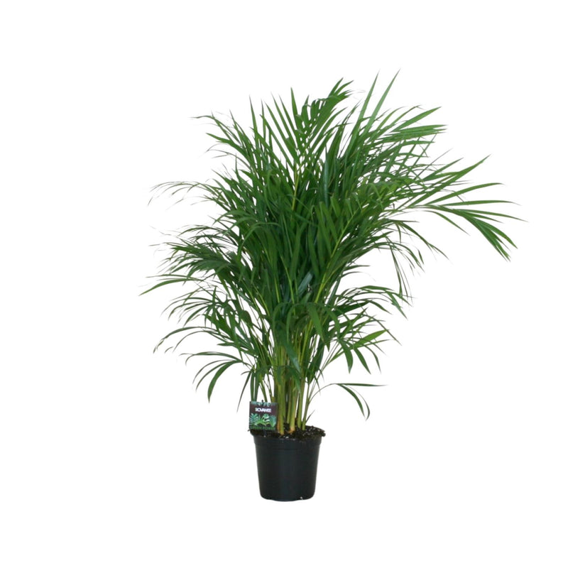 Bamboo Palm (Dypsis Lutescens) - Ø19cm - ↕100cm