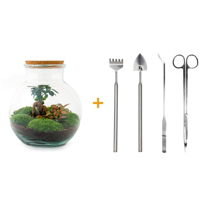 Flaschengarten Teddy-Bonsai DIY-Set mit Zubehör, 26,5 cm