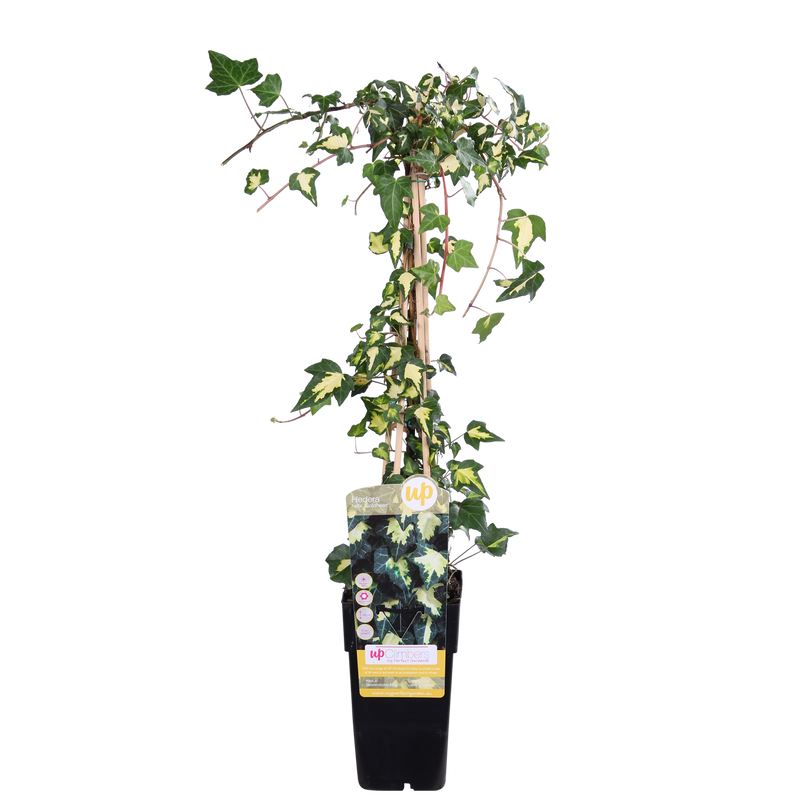 Efeu 'Dentata Variegata' - Kletterpflanze Ø15cm - ↕65cm