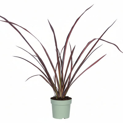 Phormium 'Pink Flamingo' – Pink Flamingoblume, 50cm hoch