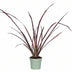 Phormium 'Pink Flamingo' – Pink Flamingoblume, 50cm hoch Bild 1