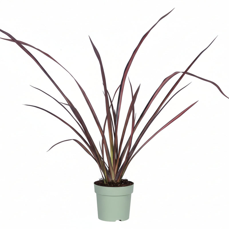 Phormium 'Pink Flamingo' – Pink Flamingoblume, 50cm hoch