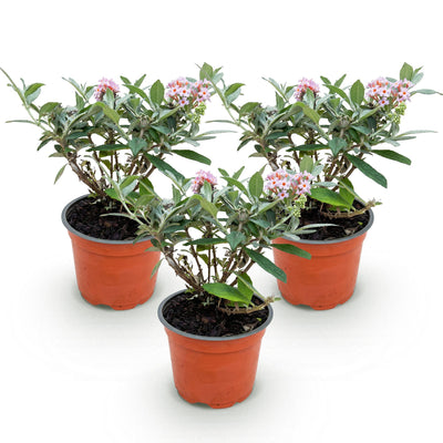 Buddleja Butterfly Candy Little Pink: 3x Schmetterlingsstrauch, rosa, 12cm Topf