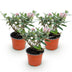 Buddleja Butterfly Candy Little Pink: 3x Butterfly Bush, pink, 12cm Pot Bild 2