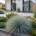 Green boutiQ - Perennials - Festuca glauca - Blue Fescue - Evergreen - Blue - 6 plants - Pot 11cm - Height 15-25cm Bild 6