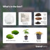 Flaschengarten DIY-Set: Autarkes Biotop mit Fittonia & Moos Bild 3