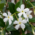 4x Sternjasmin (Trachelospermum jasminoides), weiß, Kletterpflanze, Ø9cm, ↕35cm Bild 3
