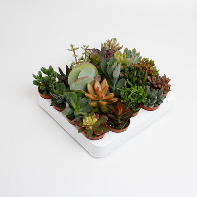 Succulenten Mix - 20 Stück - Ø5,5cm - 10cm Höhe