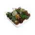 Succulenten Mix - 20 Stück - Ø5,5cm - 10cm Höhe Bild 1